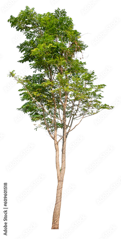 Fototapeta premium transparent PNG tree removed original background