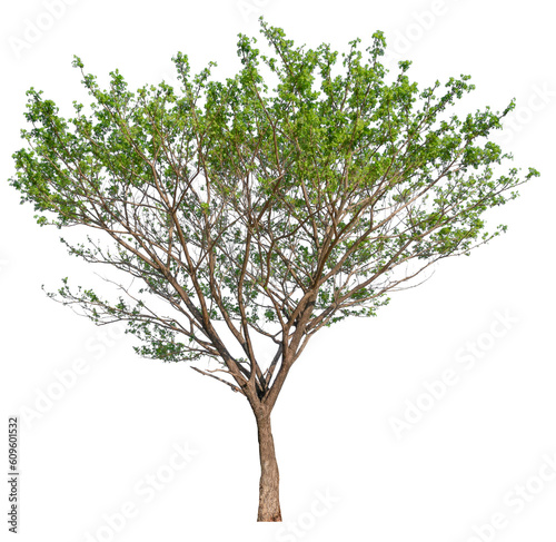 Fototapeta Naklejka Na Ścianę i Meble -  transparent PNG tree removed original background