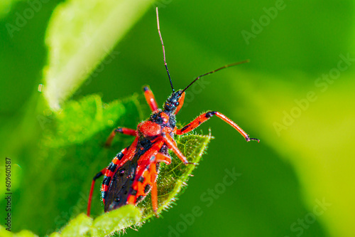 Macro of black and red assassin bug (Rhynocoris iracundus). Red Assassin bug on a leaf. Cimice assassina, (Rote Mordwanze) Raubwanze (Reduviidae) photo