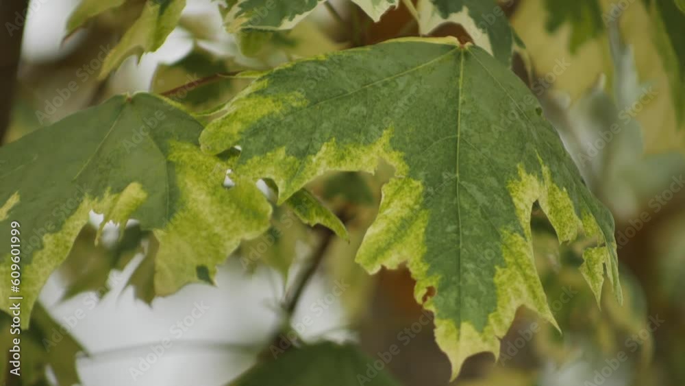 The colorful maple leaves move in the wind. The colorful maple leaves move in the wind.