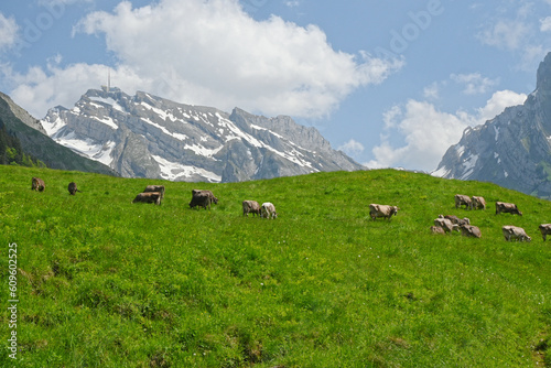 View of the swiss alps, Alpstein and Saentis mountain range, in the Appenzellerland and Toggenburg in Switzerland