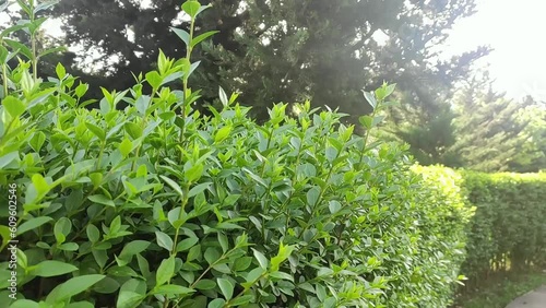 Beautiful Nature on a Sunny Summer Day. A video of tree leaves moving in the wind.