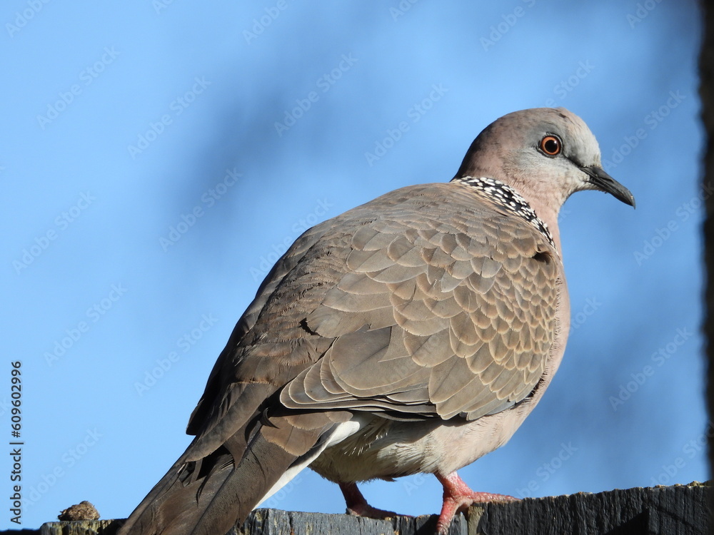 Naklejka premium Bird against a blue sky