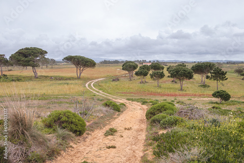 Foto Dirt road through a typical dry Portuguese forest in the southwest of the country
