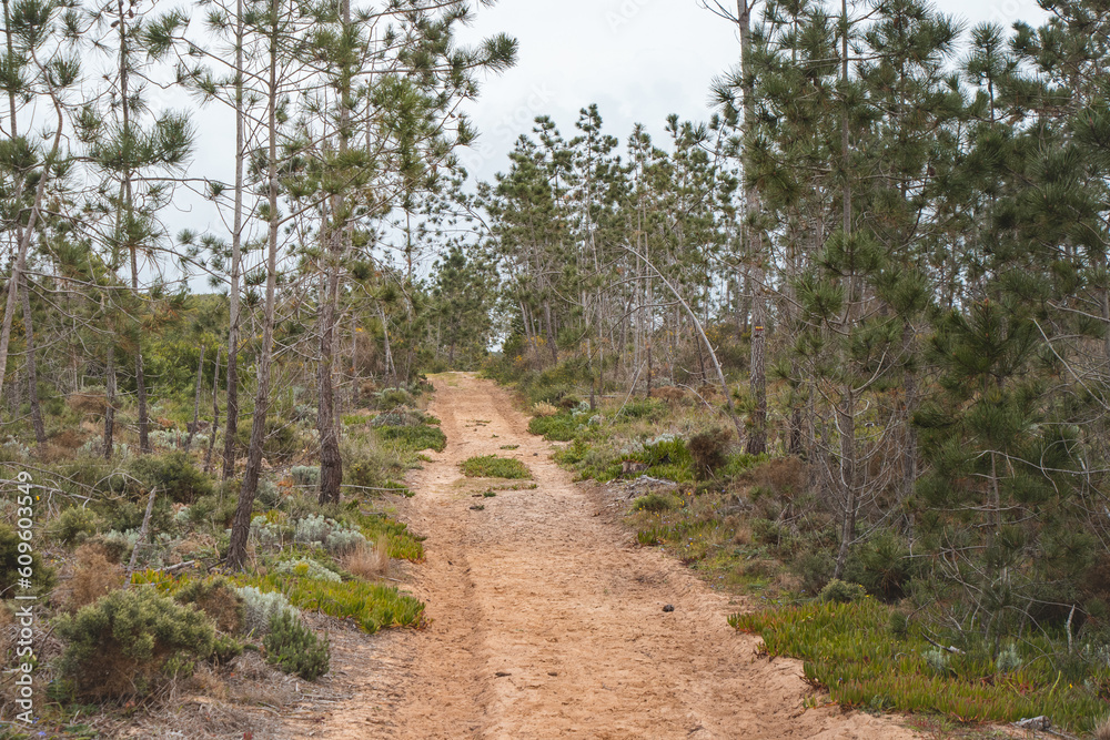 Dirt road through a typical dry Portuguese forest in the southwest of the country. Sandy ground trying to find a drop of water. Wandering of Fisherman Trail