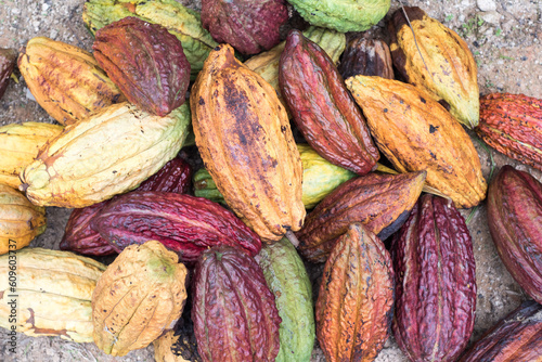 Farbenfrohe Cacao Kakao Früchte auf einem Haufen bei Ernte