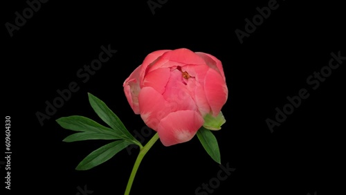 Timelapse opening peony flower on black