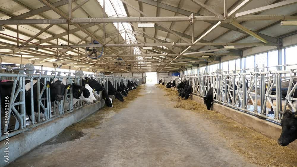 Cows are in a row, in a barn on a dairy farm, eating hay, the general plan. Milk production. Cows are in a row, in a barn on a dairy farm, eating hay, the general plan. Milk production.
