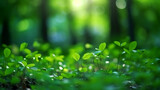Green bokeh background from nature forest out of focus 