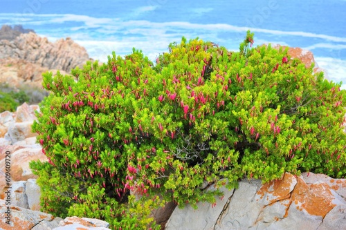 beautiful green shrub on rocks close to the ocean