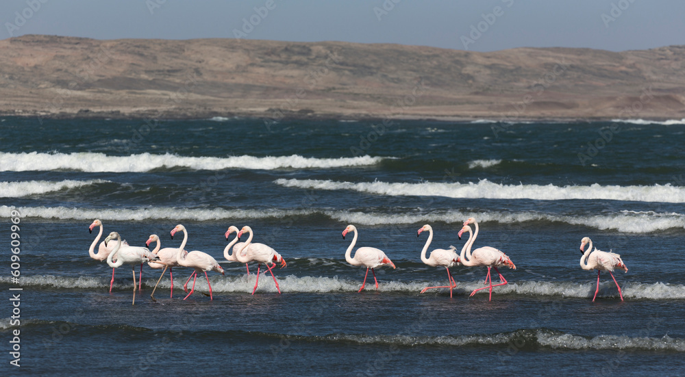 Naklejka premium View of group of red flamingo