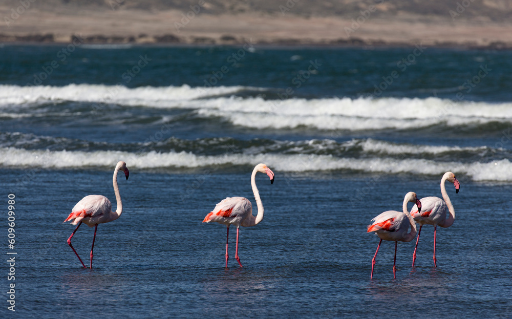 View of group of red flamingo