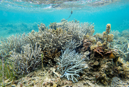 Fototapeta Naklejka Na Ścianę i Meble -  A view of corals