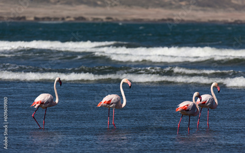 View of group of red flamingo