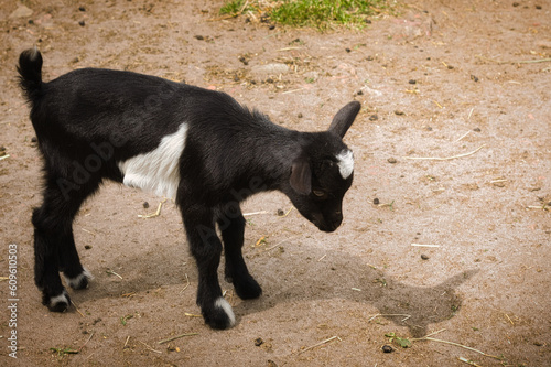 Kleine Ziege -  Ziegenkind - Zicklein - Ziegenbaby - Ziegenlamm - Lamm - Kitz - Capra Aegagrus Hircus - Goat - Cute - Funny - Portrait - Meadow - High quality photo photo
