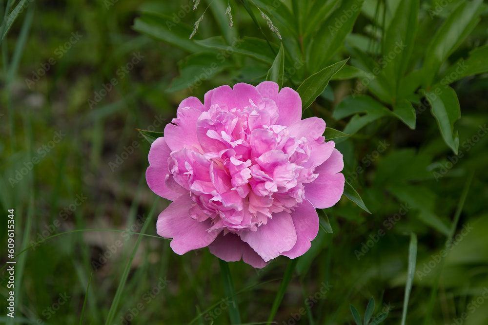 Pink peony on green background. Summer flower. Bud with petals closeup. Floral nature. Beautiful purple spring gentle flower bush leaves Pink peony on green background. Summer flower. Bud with petals closeup. Floral nature. Beautiful purple spring gentle flower bush leaves