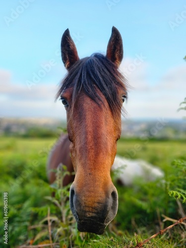 horse in the meadow © nigel