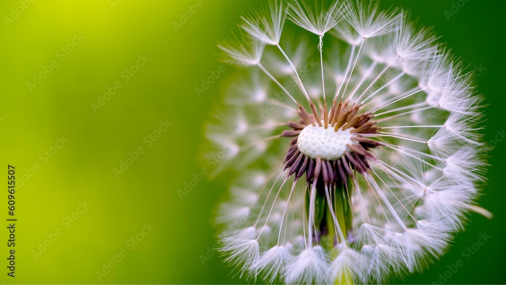 Mesmerizing Morning Serenity: Beautiful Dandelion Background in the Tranquil Spring Atmosphere - 4K image Mesmerizing Morning Serenity: Beautiful Dandelion Background in the Tranquil Spring Atmosphere - 4K image