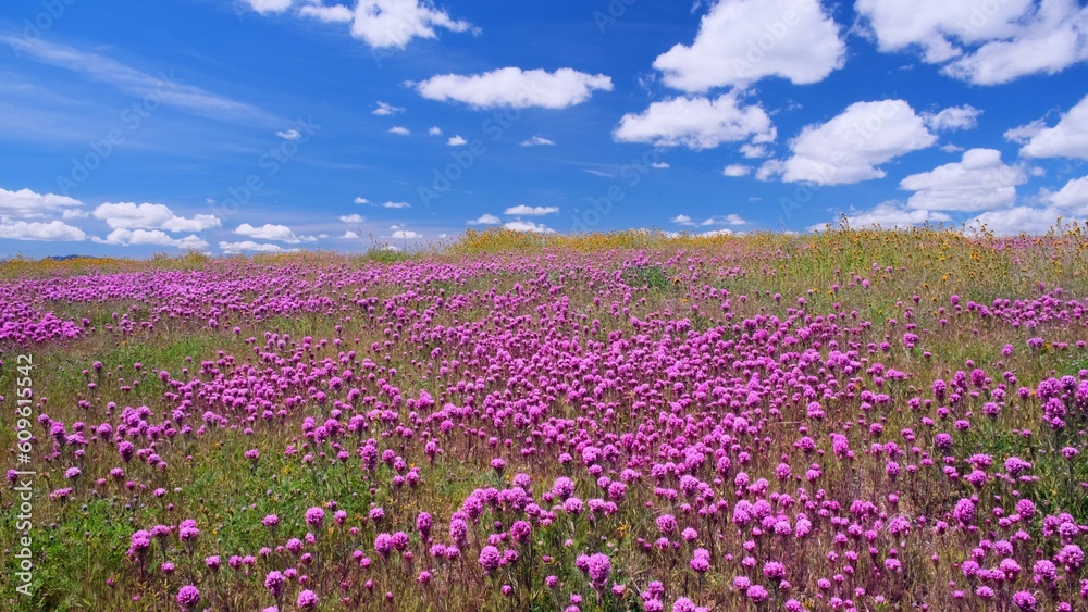 Mesmerizing Close-Up of Lavender Flower in a Sunlit Field: Captivating 4K Image Mesmerizing Close-Up of Lavender Flower in a Sunlit Field: Captivating 4K Image