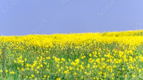 Radiant Yellow Spring Blossom in Bakersfield, California: Captivating 4K Nature Scene with Pristine Blue Sky Background