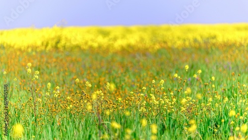 Radiant Yellow Spring Blossom in Bakersfield, California: Captivating 4K Nature Scene with Pristine Blue Sky Background © Only 4K Ultra HD