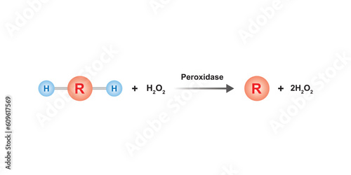 Peroxidase Enzyme Function Concept Design. Vector Illustration.