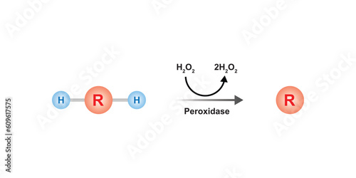 Peroxidase Enzyme Function Concept Design. Vector Illustration. photo