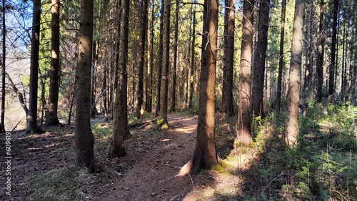 Wallpaper Mural Dark forest with firs and pines on an autumn, spring, summer day or early morning. Rays of sun and the sun through tree trunks and shadows on the ground Torontodigital.ca