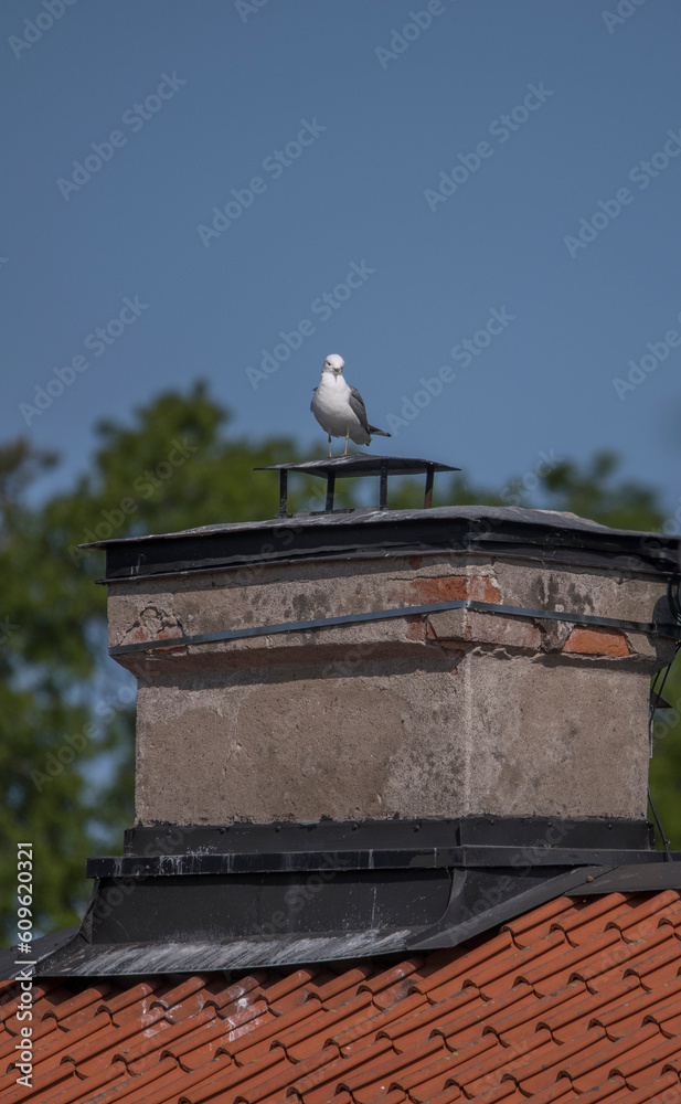 Seagull sitting on a brick chimney, a sunny summer day in Stockholm Seagull sitting on a brick chimney, a sunny summer day in Stockholm