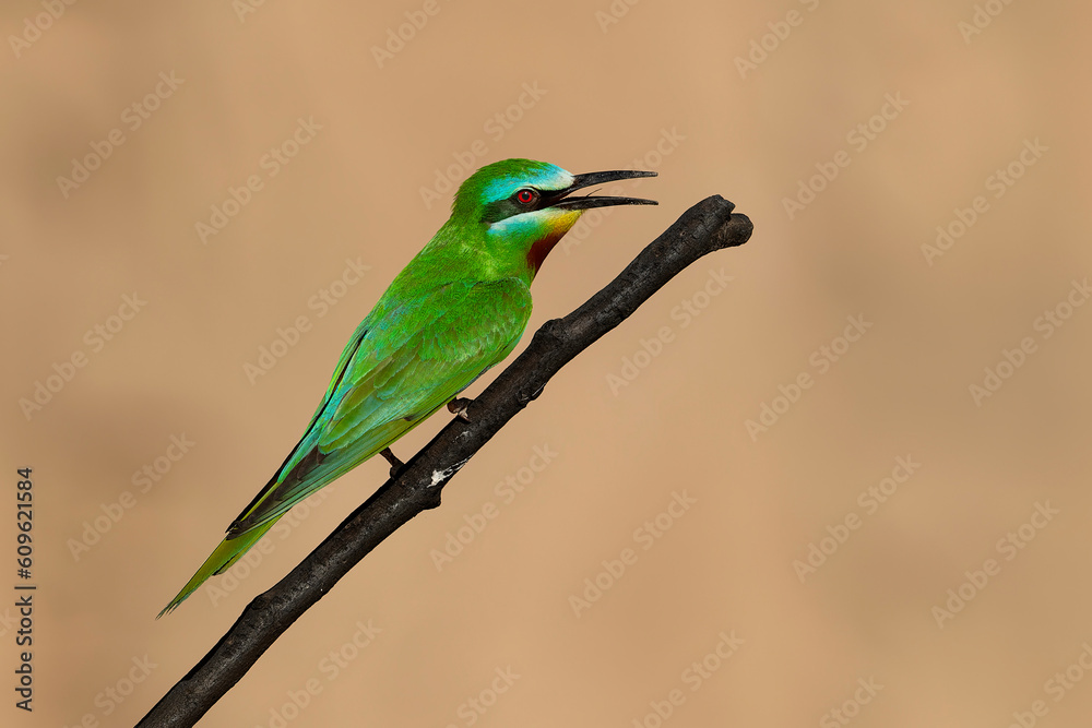 Obraz premium Blue-Cheeked Bee-Eater (Merops Persicus)