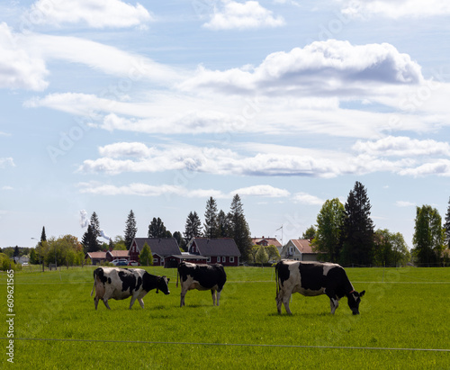 Cows on green pasture with cloudy blue sky