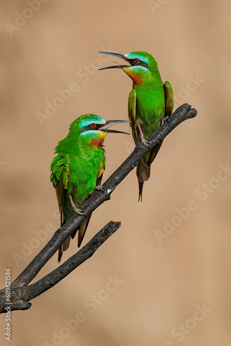 Blue-Cheeked Bee-Eater Pair (Merops Persicus) photo