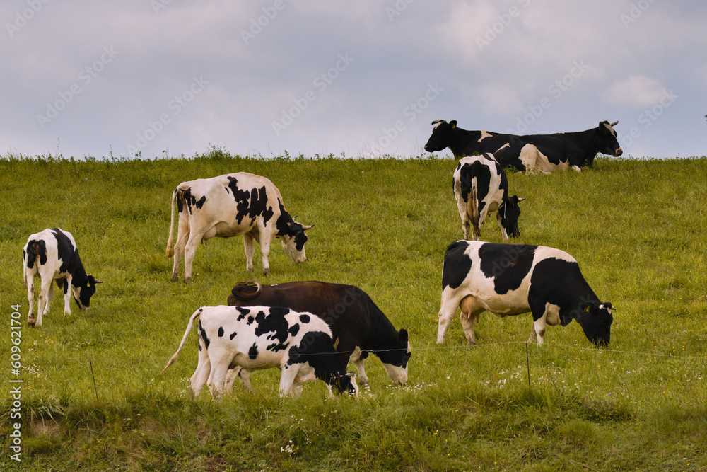 cows in a meadow cows in a meadow