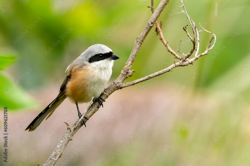 Fototapeta premium Long-tailed Shrike (Lanius schach)