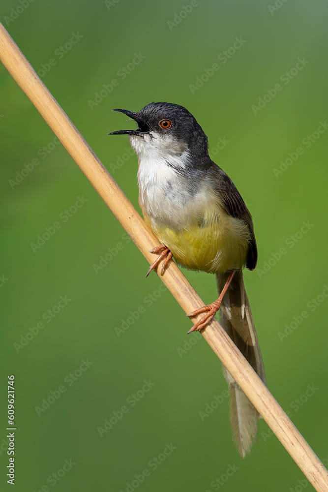 Yellow-Bellied Prinia Chirping (Prinia Flaviventris) Yellow-Bellied Prinia Chirping (Prinia Flaviventris)