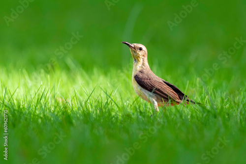 Purple Sunbird-Female (Cinnyris asiaticus)