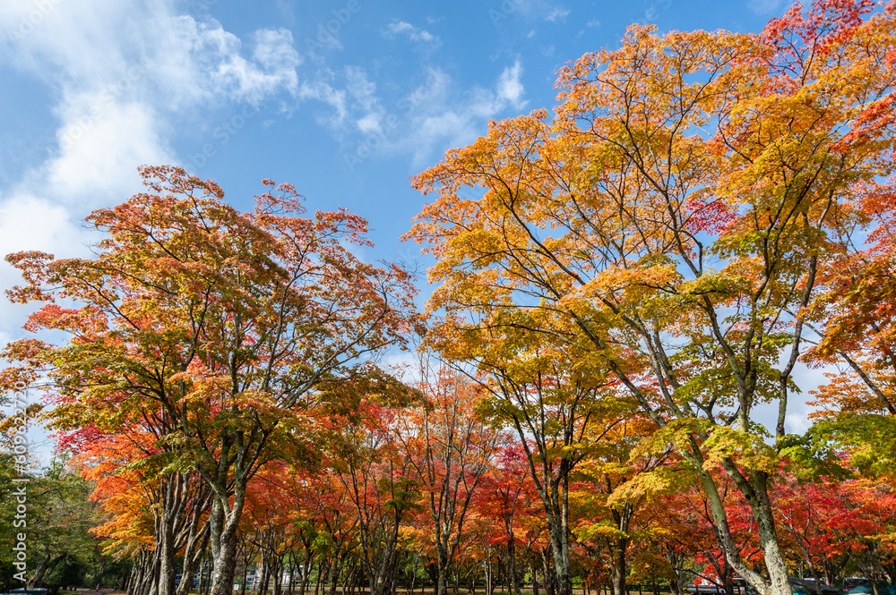 笹流れダム公園、紅葉