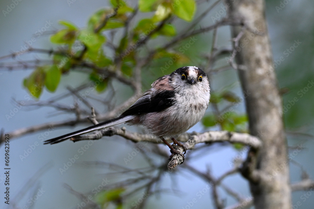 Naklejka premium Long-tailed Tit // Schwanzmeise (Aegithalos caudatus)