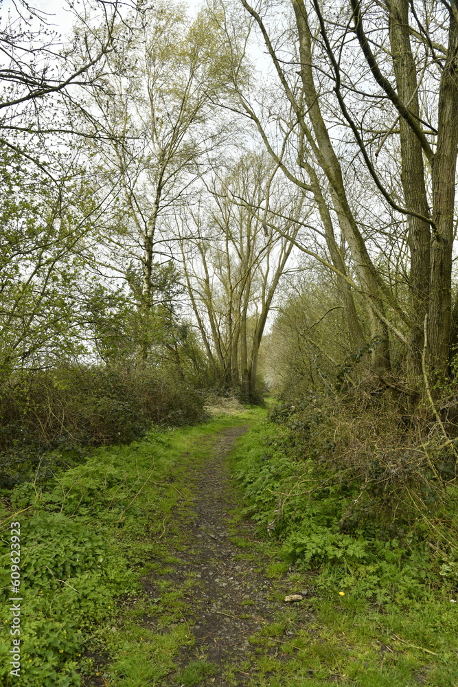 Chemin et broussailles à l'emplacement de l'ancien chemin de fer traversant le village de Ghislenghien (Ath) Chemin et broussailles à l'emplacement de l'ancien chemin de fer traversant le village de Ghislenghien (Ath)