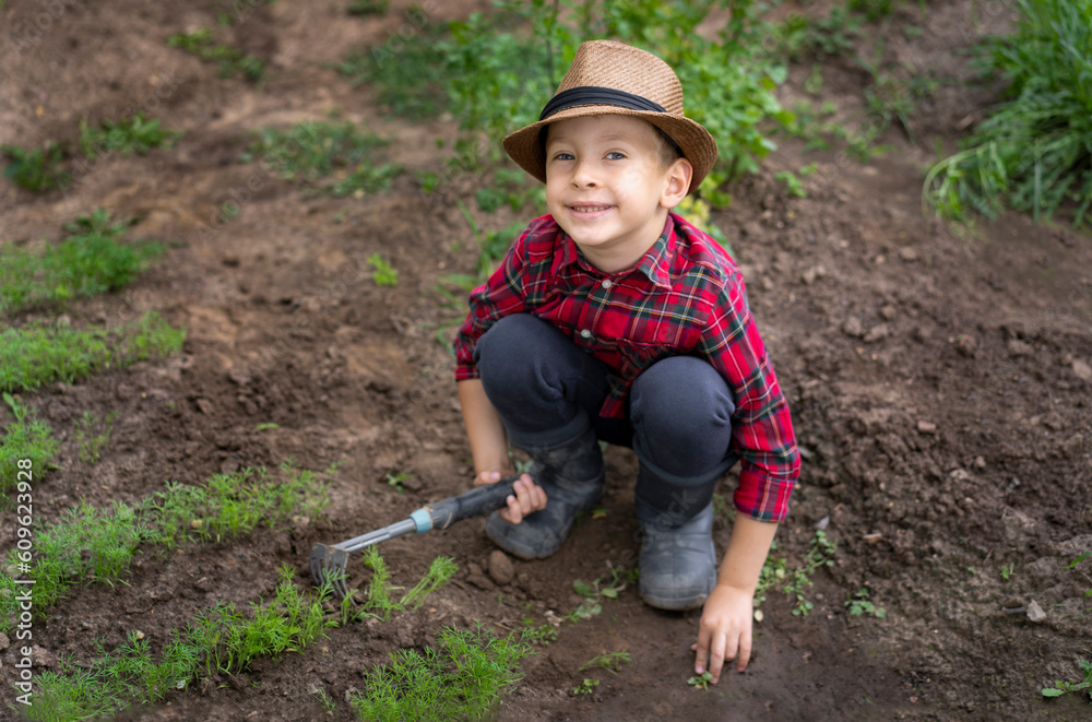 A little boy dressed as a farmer sits near a dill patch and loosens the soil. Organic farming concept A little boy dressed as a farmer sits near a dill patch and loosens the soil. Organic farming concept