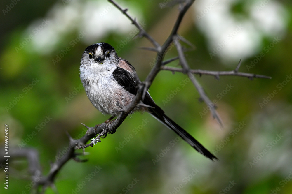 Naklejka premium Schwanzmeise // Long-tailed Tit (Aegithalos caudatus) - Griechenland