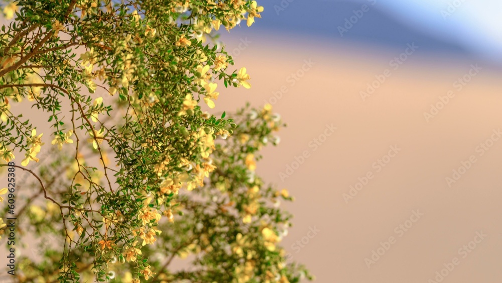Desert Oasis: Captivating Tree Blossom on Sand Dune Hill - Striking 4K Image