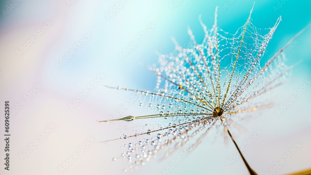 Mesmerizing Morning Serenity: Beautiful Dandelion Background in the Tranquil Spring Atmosphere - 4K image