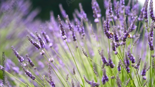 Mesmerizing Close-Up of Lavender Flower in a Sunlit Field: Captivating 4K Image