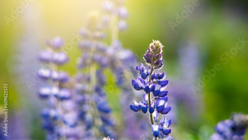 Mesmerizing Close-Up of Lavender Flower in a Sunlit Field: Captivating 4K Image