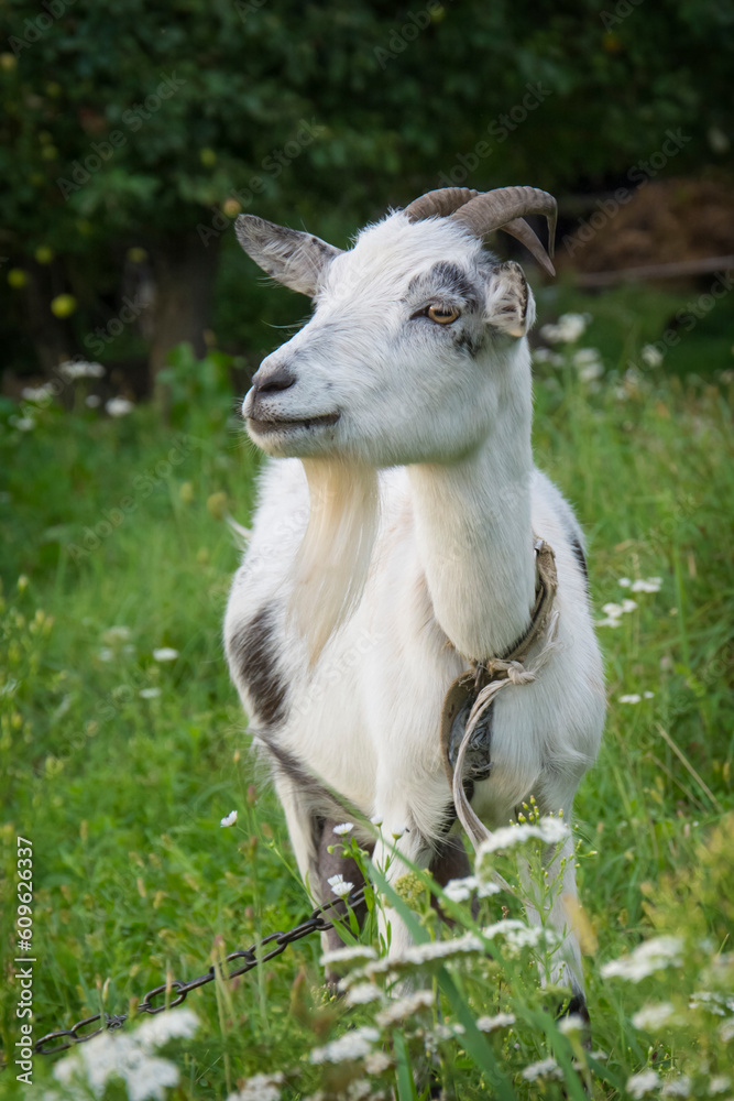 Fototapeta premium In summer, a goat grazes on the field in the village.
