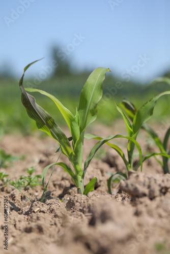 Junge Maispflanzen auf einem Feld