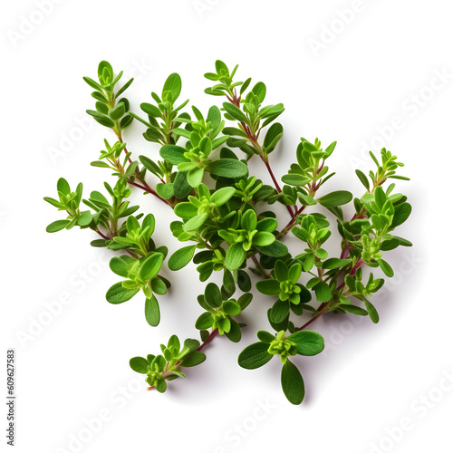 sprig of thyme isolated on white