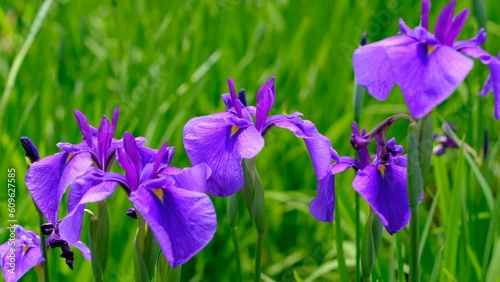 風に揺れる菖蒲の花