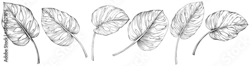 Leaves isolated on white. Monstera hand drawn illustration.